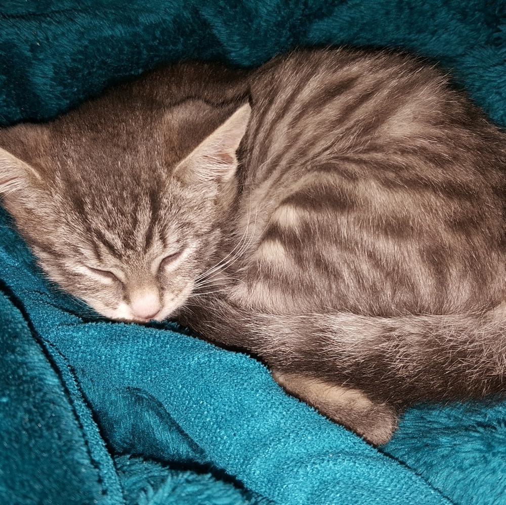 Meet your Posher, Cynthia